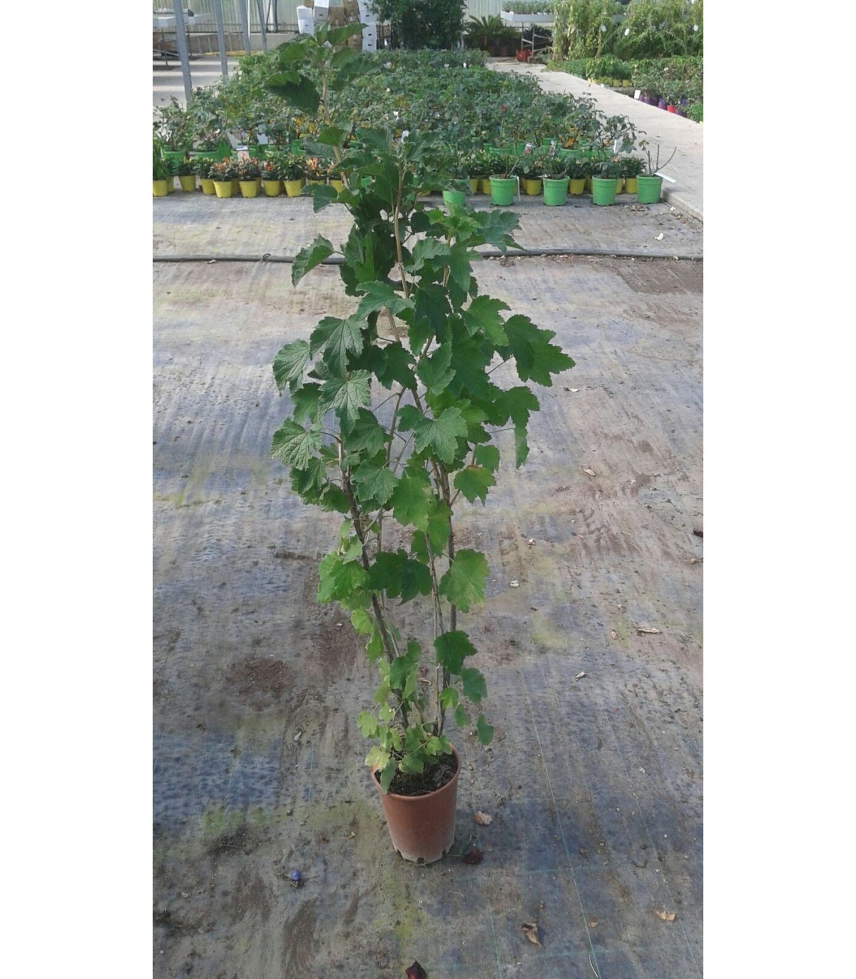Siyah Frenk Üzümü Fidanı 3 Adet