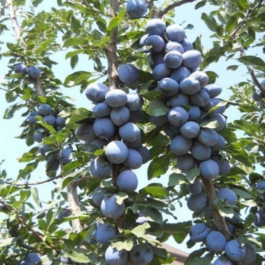 Stanley Birton Erik Fidanı - Tüplü ve Aşılı 3 Adet Stanley Birton Erik Fidanı - Tüplü ve Aşılı 3 Adet