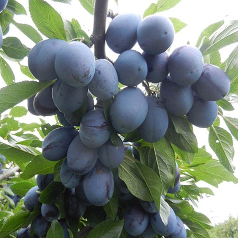 Stanley Birton Erik Fidanı - Tüplü ve Aşılı 3 Adet Stanley Birton Erik Fidanı - Tüplü ve Aşılı 3 Adet