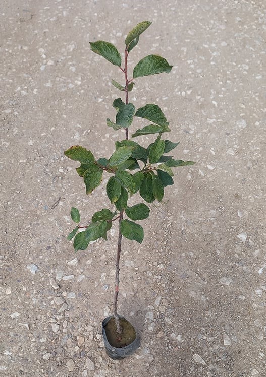 Stanley Birton Erik Fidanı - Tüplü ve Aşılı 3 Adet Stanley Birton Erik Fidanı - Tüplü ve Aşılı 3 Adet