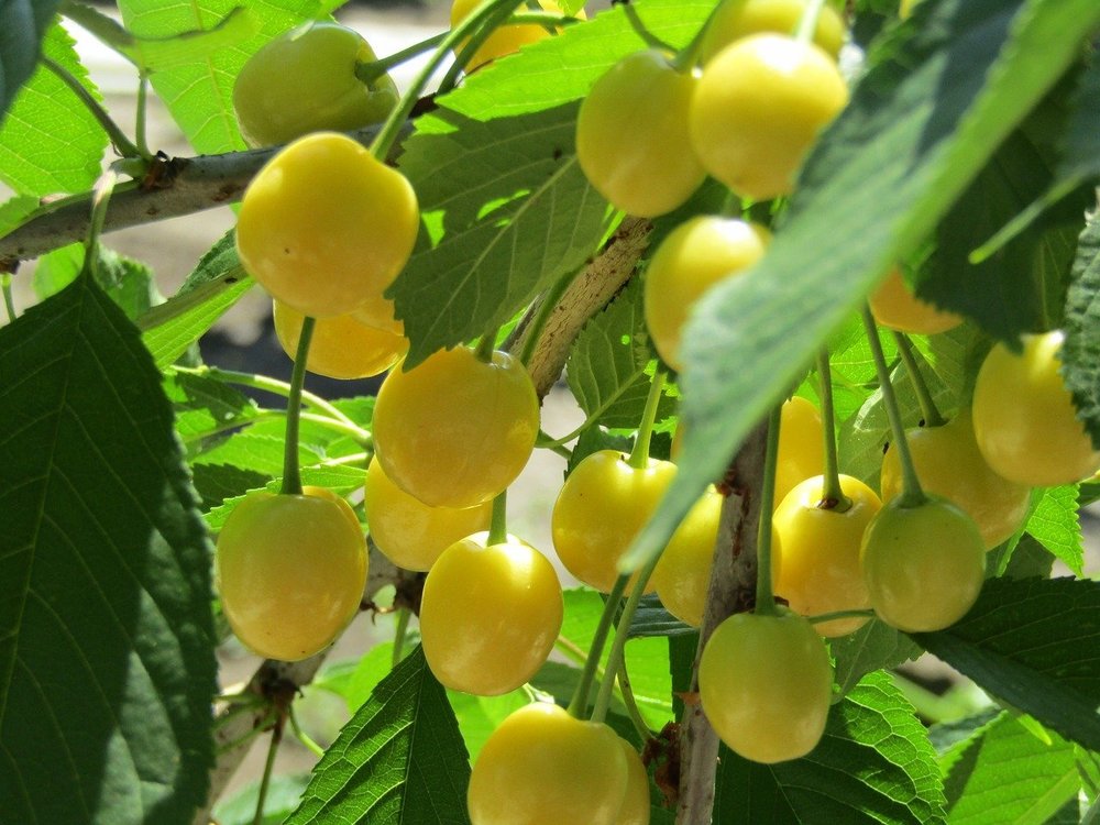 Starks Gold (Beyaz) Kiraz Fidanı 3 Yaş Tüplü ve Aşılı Starks Gold (Beyaz) Kiraz Fidanı 3 Yaş Tüplü ve Aşılı