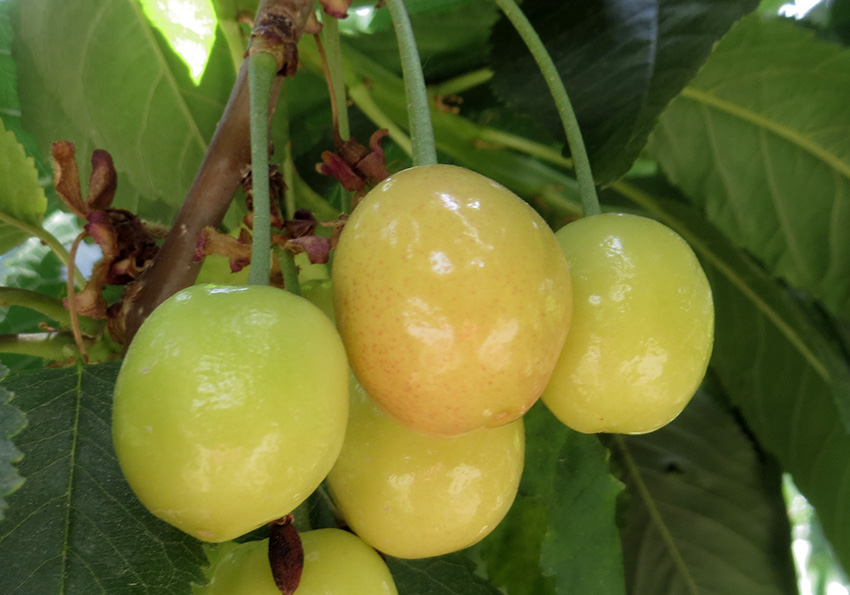 Starks Gold (Beyaz) Kiraz Fidanı 3 Yaş Tüplü ve Aşılı Starks Gold (Beyaz) Kiraz Fidanı 3 Yaş Tüplü ve Aşılı