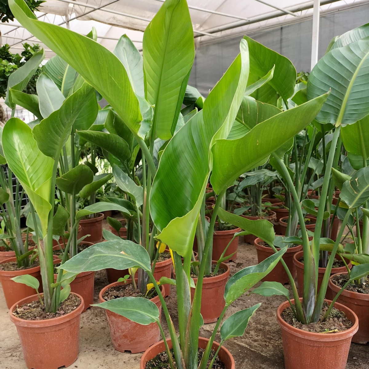 Starliçe (Cennet Kuşu Çiçeği) Strelitzia Nicolai 100 cm 2 Adet