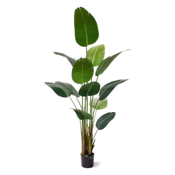 Starliçe (Cennet Kuşu Çiçeği) Strelitzia Nicolai - 60 cm 2 Adet