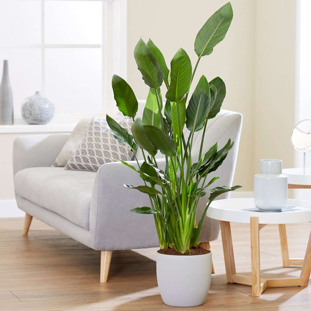 Starliçe (Cennet Kuşu Çiçeği) Strelitzia Nicolai - 60 cm 2 Adet