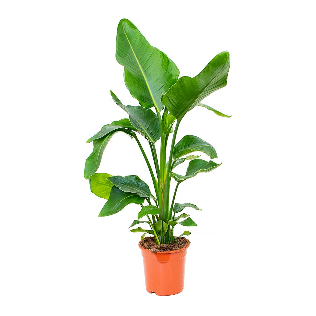 Starliçe (Cennet Kuşu Çiçeği) Strelitzia Nicolai - 60 cm 3 Adet