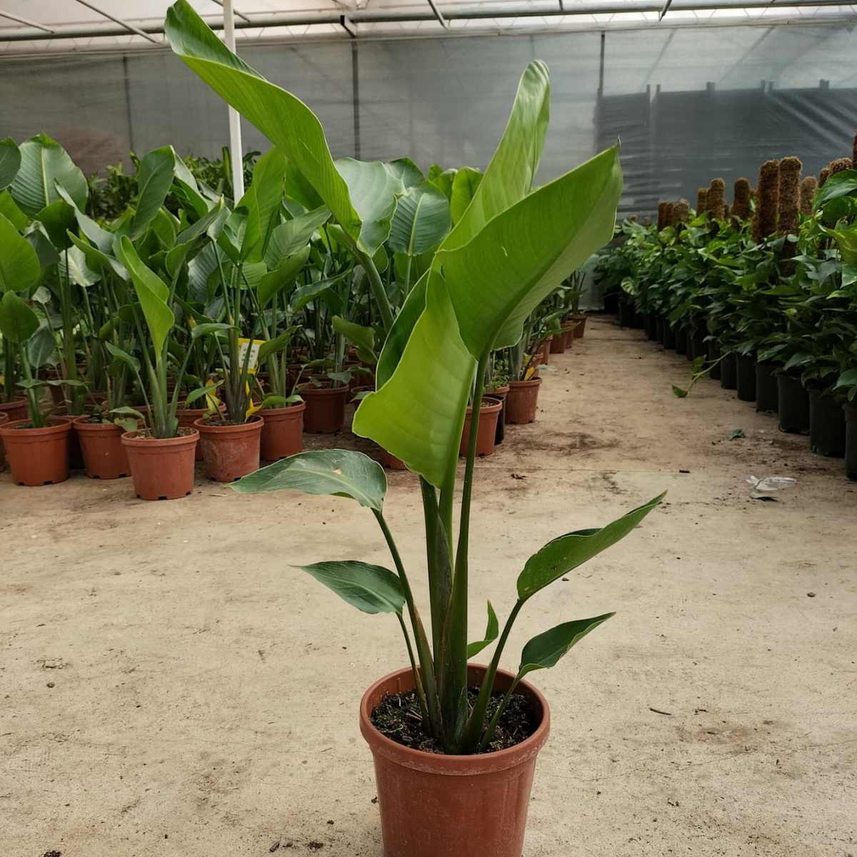Starliçe (Cennet Kuşu Çiçeği) Strelitzia Nicolai - 80 cm 3 Adet Starliçe (Cennet Kuşu Çiçeği) Strelitzia Nicolai - 80 cm 3 Adet