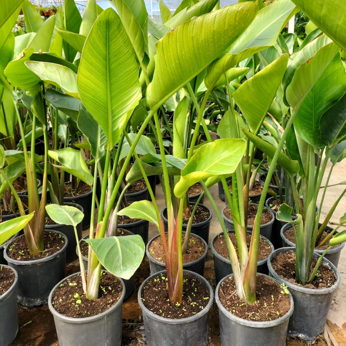 Starliçe (Cennet Kuşu Çiçeği) Strelitzia Nicolai - 80 cm 3 Adet Starliçe (Cennet Kuşu Çiçeği) Strelitzia Nicolai - 80 cm 3 Adet