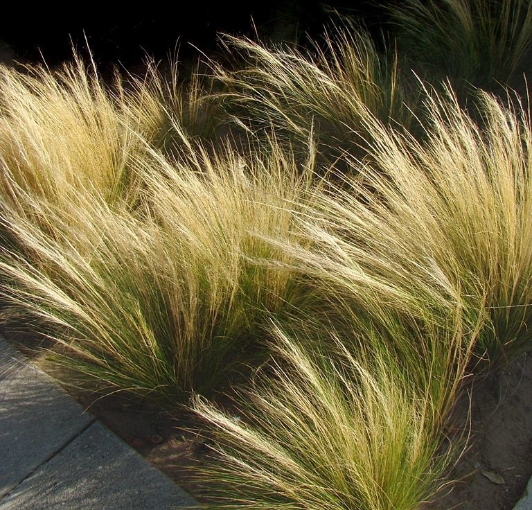 Stipa - At Kuyruğu Çimi 10'lu Set - Otsu Yer Örtücü Bitki Stipa - At Kuyruğu Çimi 10'lu Set - Otsu Yer Örtücü Bitki