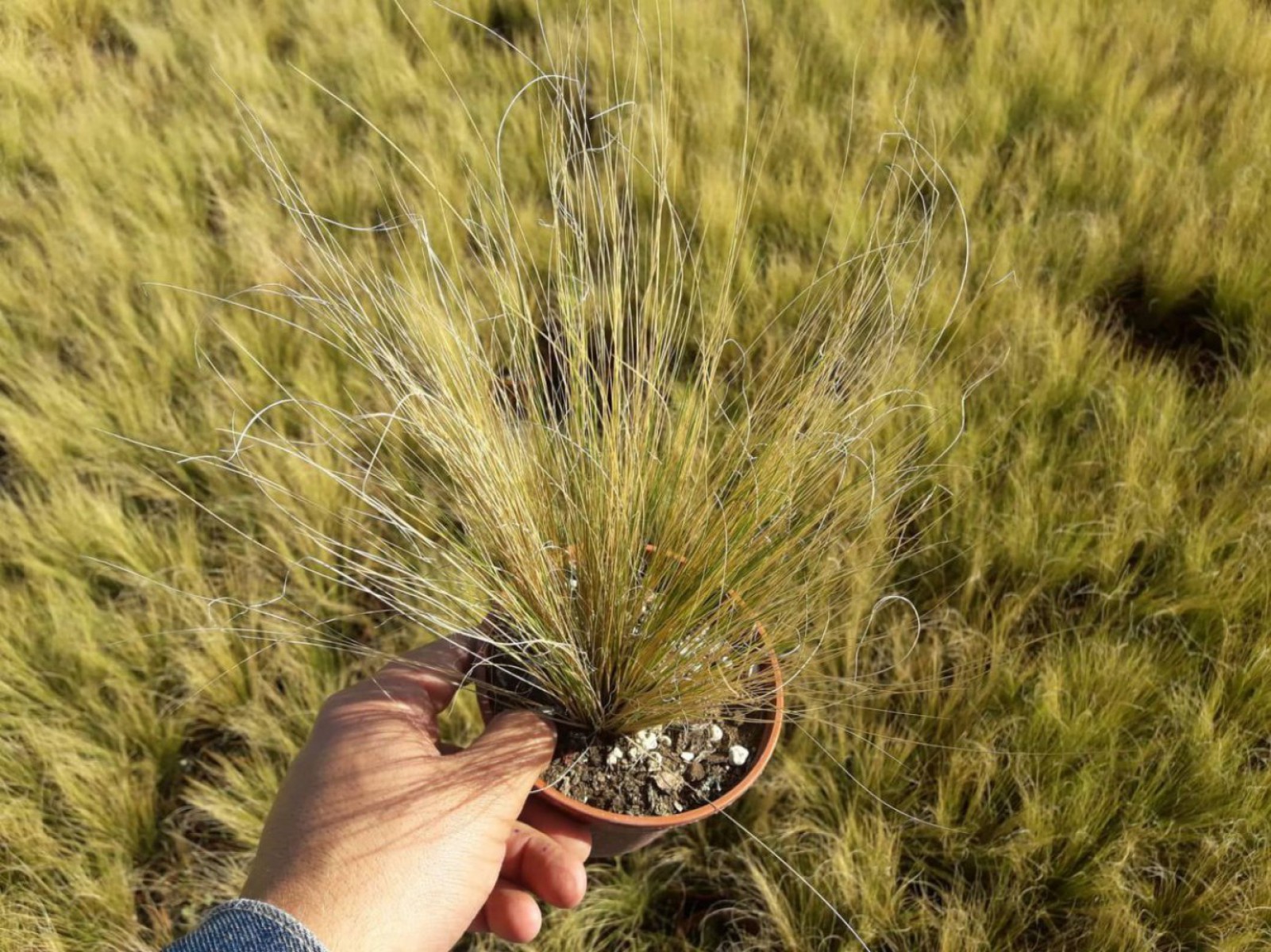 Stipa - At Kuyruğu Çimi 30'lu Set - Otsu Yer Örtücü Bitki Stipa - At Kuyruğu Çimi 30'lu Set - Otsu Yer Örtücü Bitki