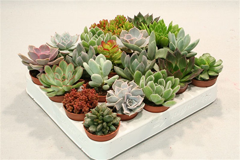 Sukulent Mix  - Karışık Sukulent Seti 20 Adet