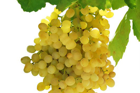 Sultaniye Çekirdeksiz Üzüm Fidanı 2 Yaş Tüplü Sultaniye Çekirdeksiz Üzüm Fidanı 2 Yaş Tüplü