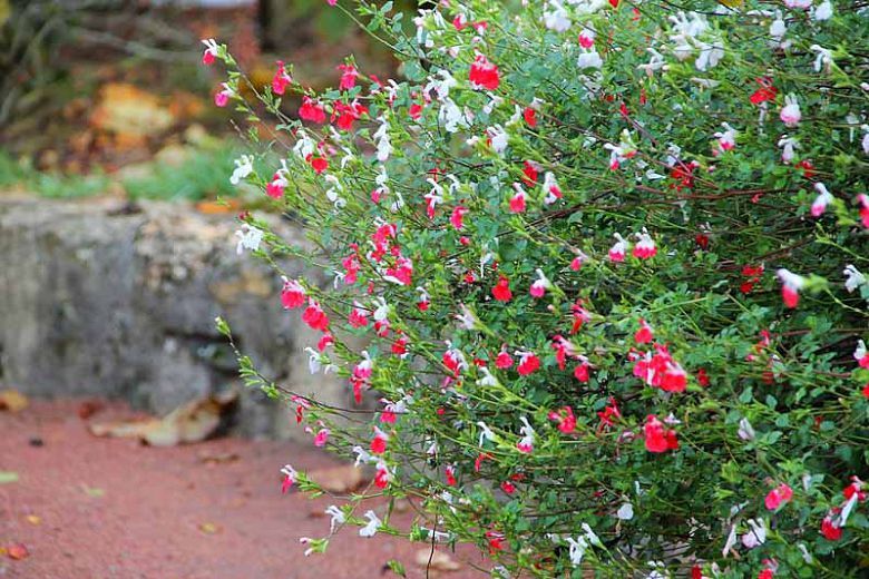 Süs Adaçayı - Salvia Microphylla 'Hot Lips' 20'li Set