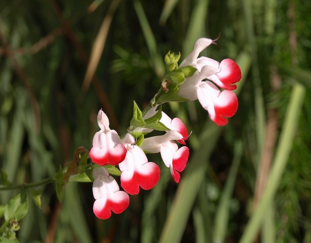 Süs Adaçayı - Salvia Microphylla 'Hot Lips' 20'li Set