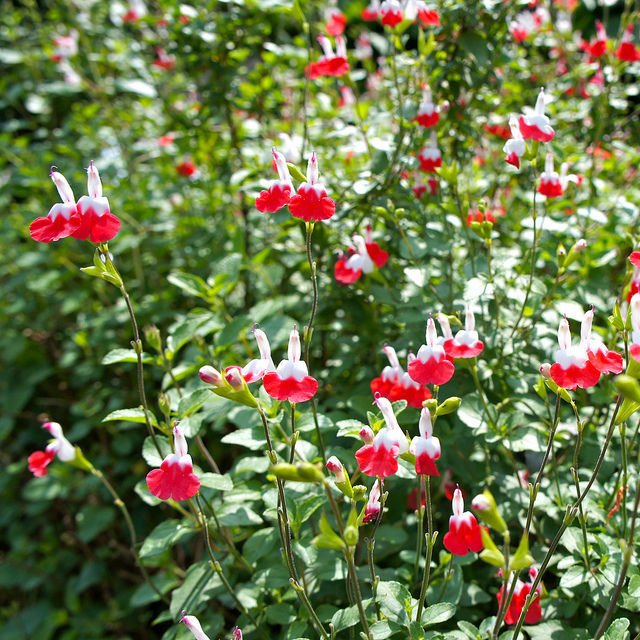 Süs Adaçayı - Salvia Microphylla 'Hot Lips' 20'li Set