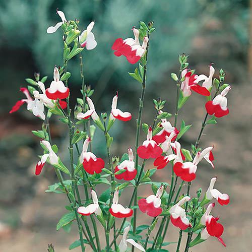 Süs Adaçayı - Salvia Microphylla 'Hot Lips' 3'lü Set Süs Adaçayı - Salvia Microphylla 'Hot Lips' 3'lü Set