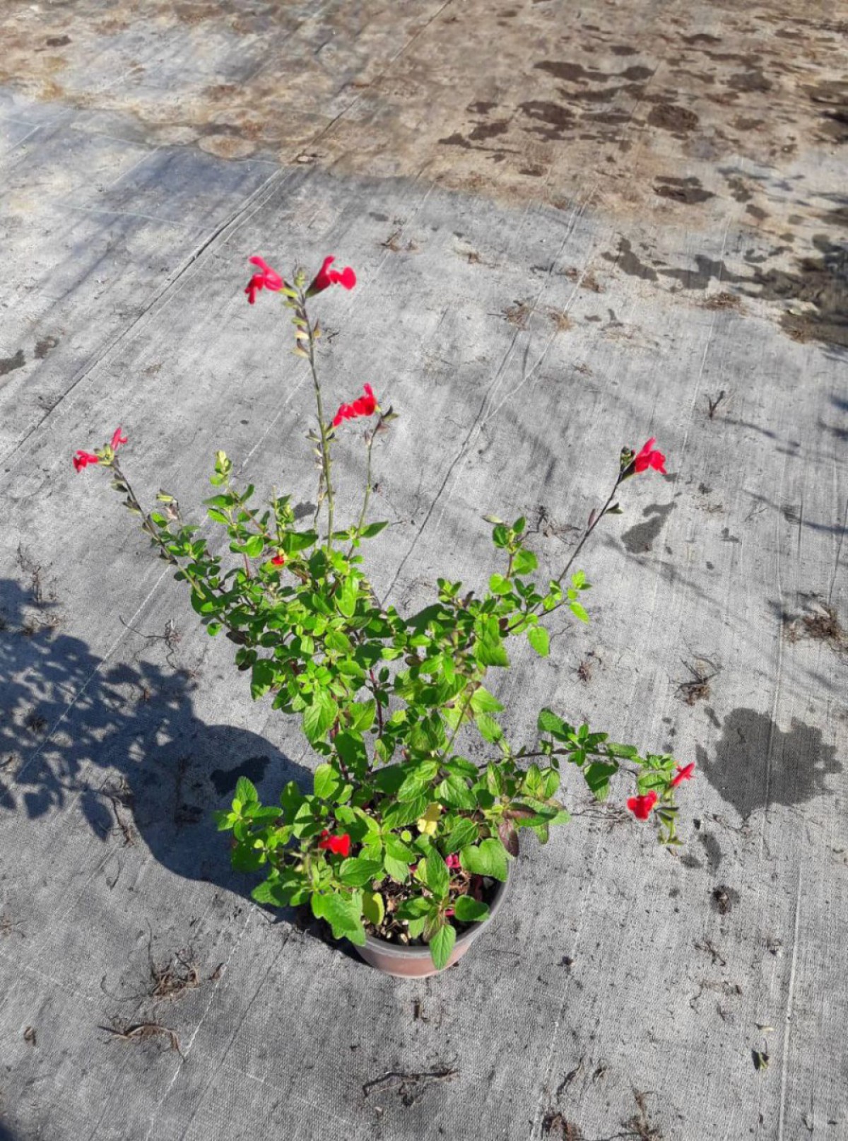 Süs Adaçayı - Salvia Microphylla 'Hot Lips' 3'lü Set Süs Adaçayı - Salvia Microphylla 'Hot Lips' 3'lü Set
