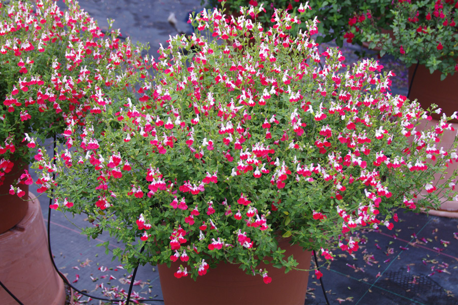 Süs Adaçayı- Salvia Microphylla 'Hot Lips' Süs Adaçayı- Salvia Microphylla 'Hot Lips'