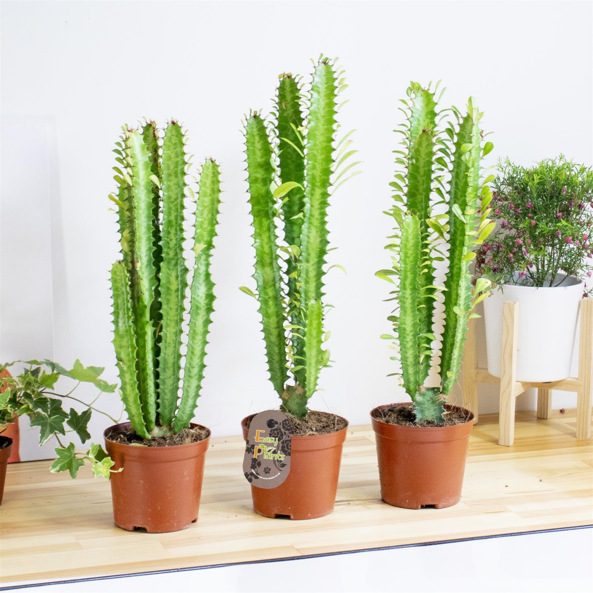 Süt Ağacı – Euphorbia trigona Süt Ağacı – Euphorbia trigona
