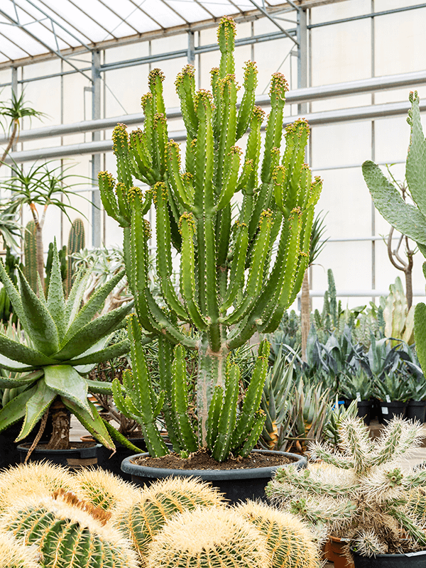 Süt Ağacı – Euphorbia trigona Süt Ağacı – Euphorbia trigona