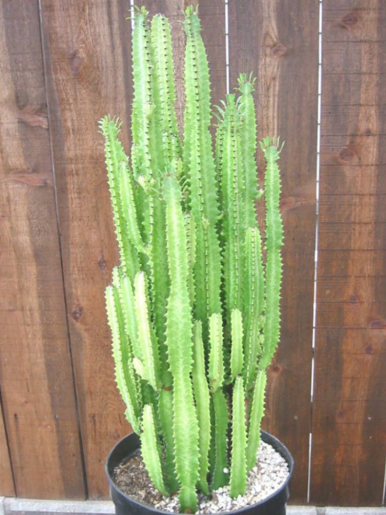 Süt Ağacı – Euphorbia trigona Süt Ağacı – Euphorbia trigona