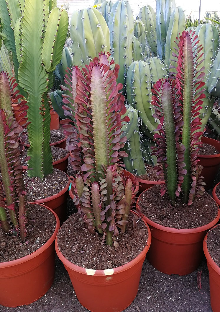 Süt Ağacı – Euphorbia trigona Süt Ağacı – Euphorbia trigona