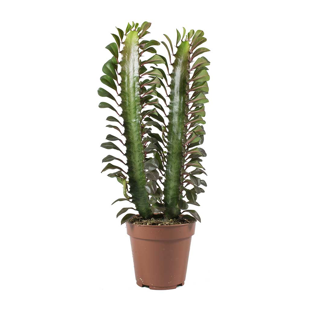 Süt Ağacı – Euphorbia trigona Süt Ağacı – Euphorbia trigona