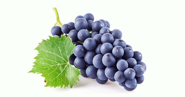 Tekirdağ İlkeren Üzüm Fidanı 2 Yaş Tüplü 3 Adet Tekirdağ İlkeren Üzüm Fidanı 2 Yaş Tüplü 3 Adet