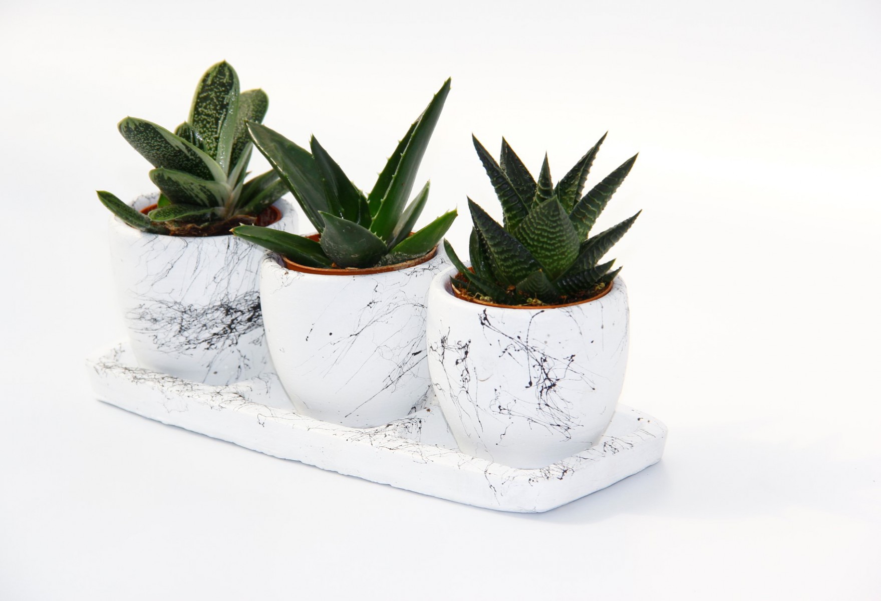 TRİO BEYAZ SUKULENT SETİ - Haworthia, Gasteria, Aloe Ferox TRİO BEYAZ SUKULENT SETİ - Haworthia, Gasteria, Aloe Ferox