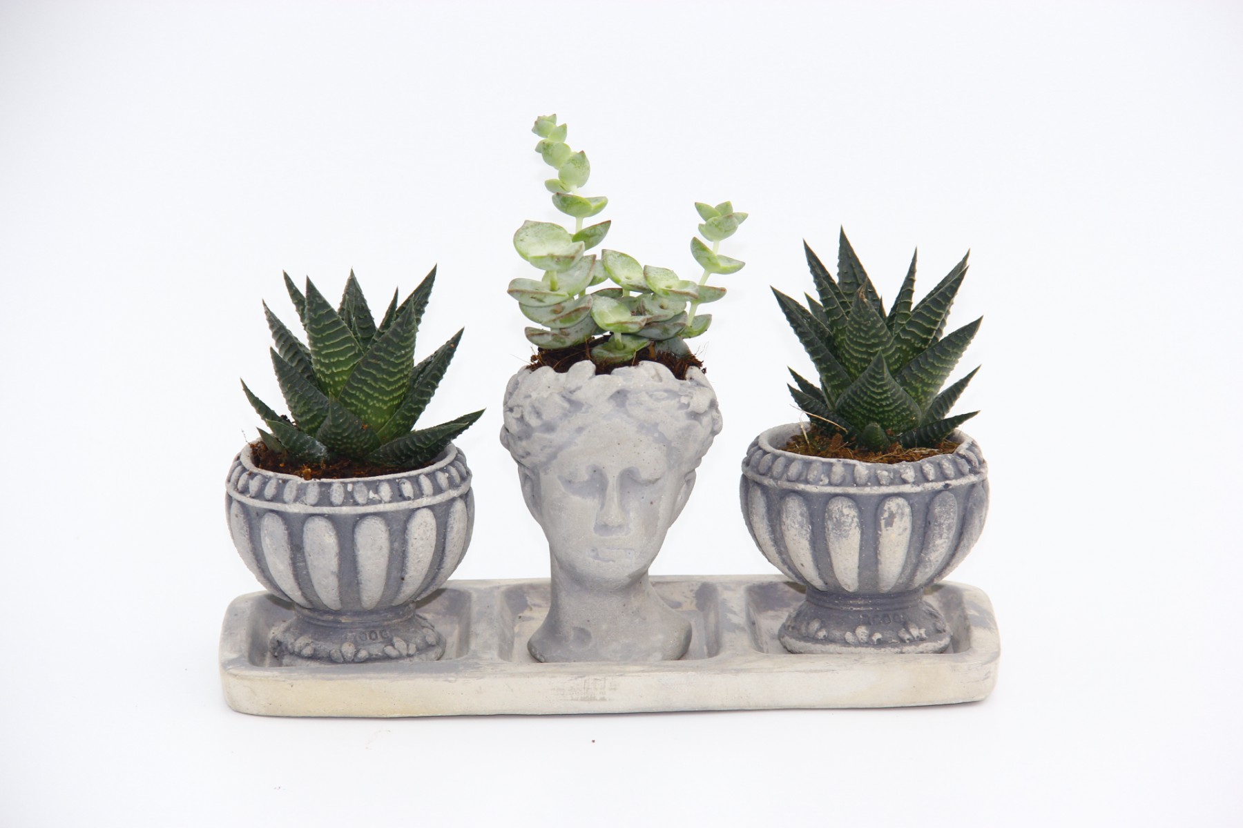 TRİO HELEN GRİ SUKULENT SETİ - Haworthia Limifolia, Crassula TRİO HELEN GRİ SUKULENT SETİ - Haworthia Limifolia, Crassula