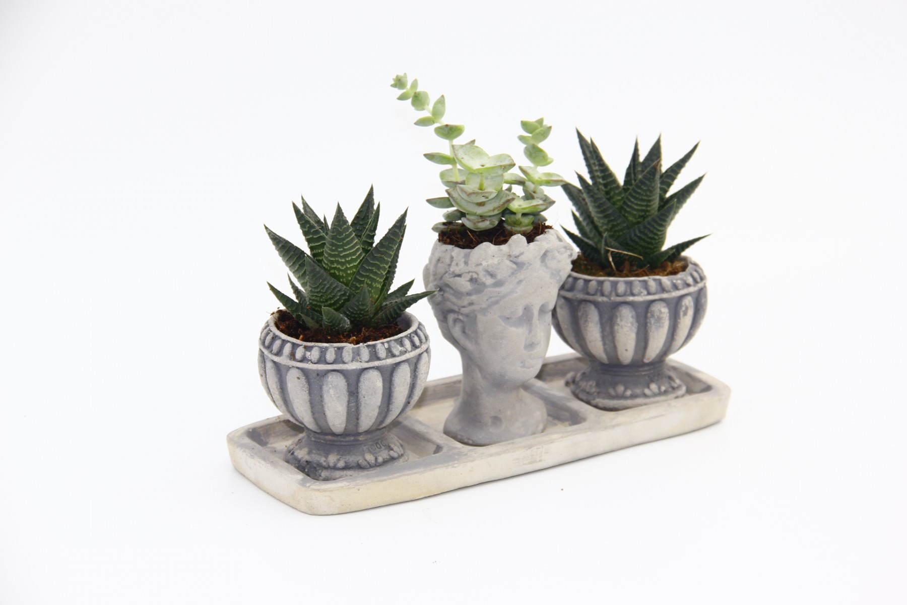 TRİO HELEN GRİ SUKULENT SETİ - Haworthia Limifolia, Crassula TRİO HELEN GRİ SUKULENT SETİ - Haworthia Limifolia, Crassula