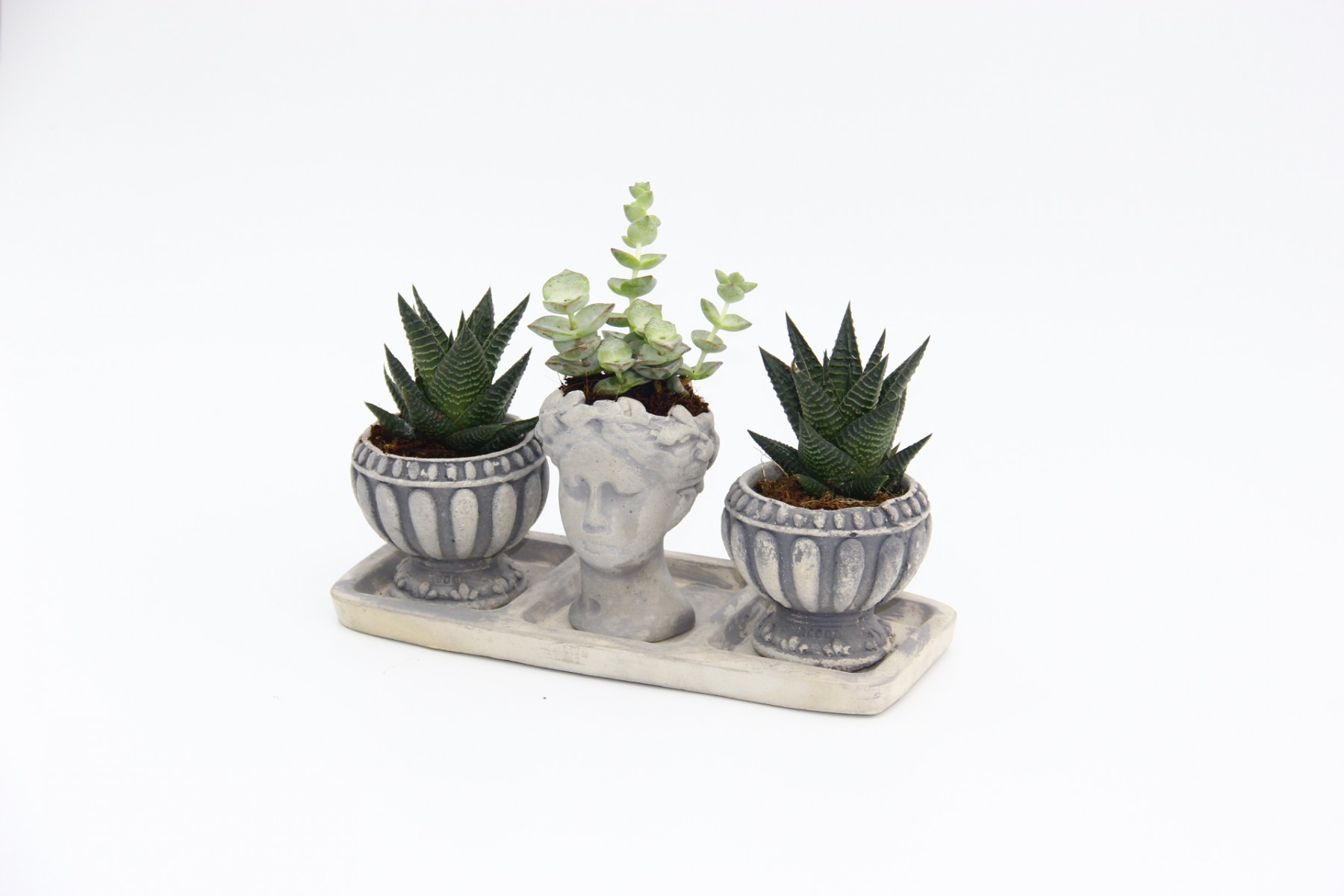 TRİO HELEN GRİ SUKULENT SETİ - Haworthia Limifolia, Crassula