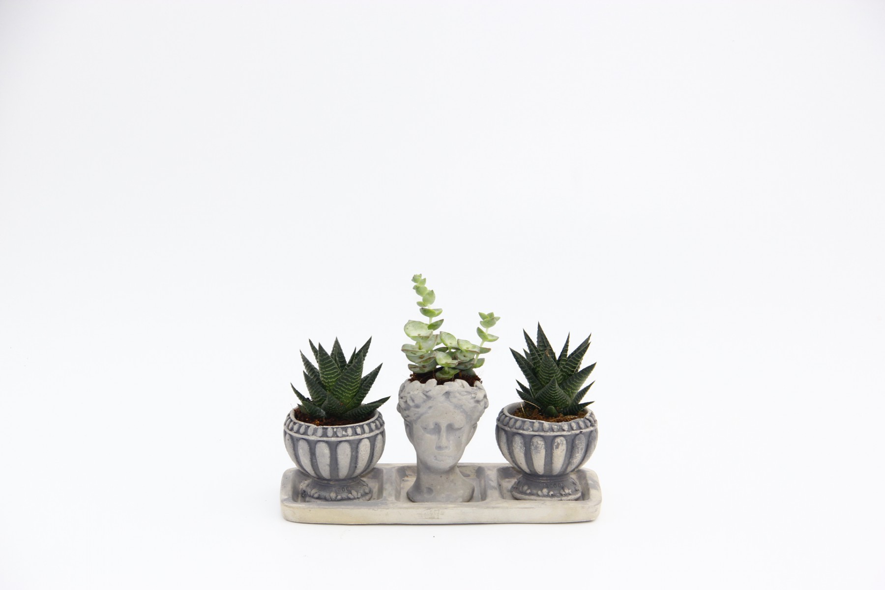 TRİO HELEN GRİ SUKULENT SETİ - Haworthia Limifolia, Crassula TRİO HELEN GRİ SUKULENT SETİ - Haworthia Limifolia, Crassula