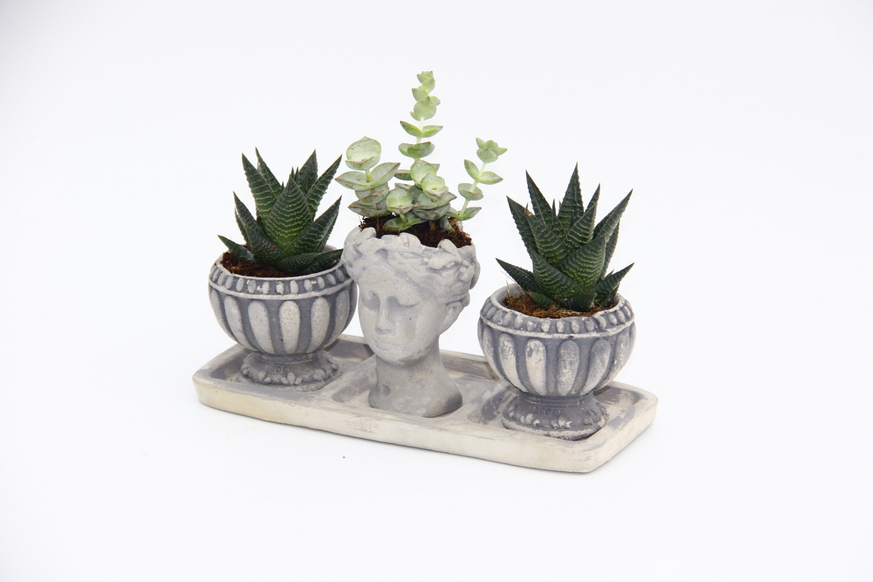 TRİO HELEN GRİ SUKULENT SETİ - Haworthia Limifolia, Crassula