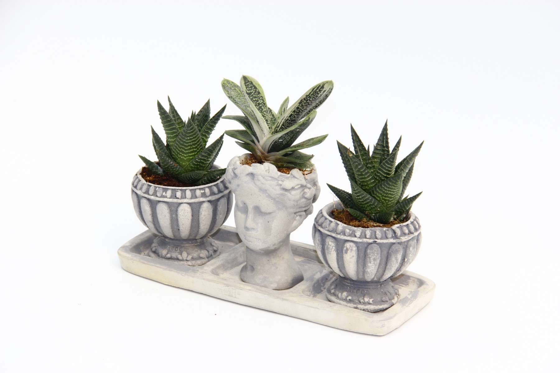 TRİO HELEN GRİ SUKULENT SETİ - Haworthia Limifolia, Gasteria TRİO HELEN GRİ SUKULENT SETİ - Haworthia Limifolia, Gasteria