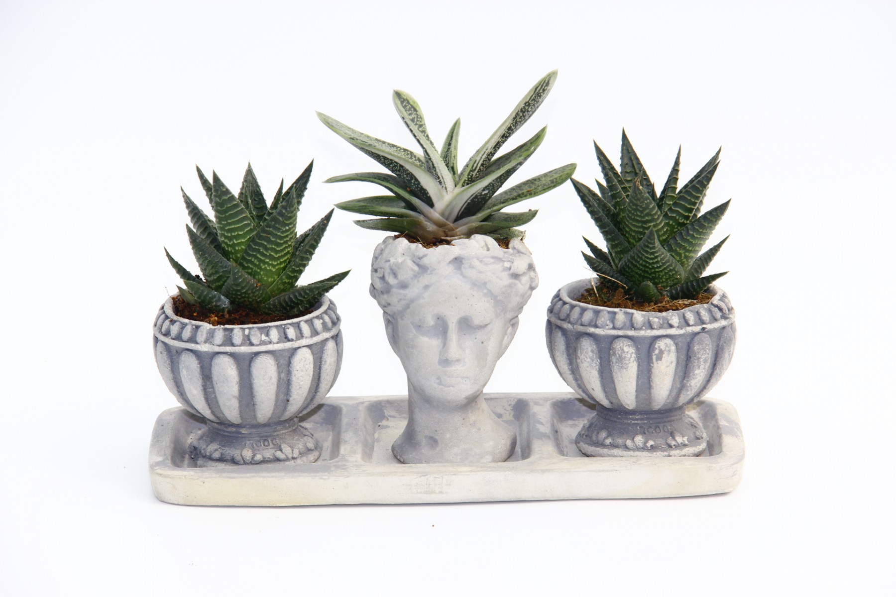 TRİO HELEN GRİ SUKULENT SETİ - Haworthia Limifolia, Gasteria TRİO HELEN GRİ SUKULENT SETİ - Haworthia Limifolia, Gasteria