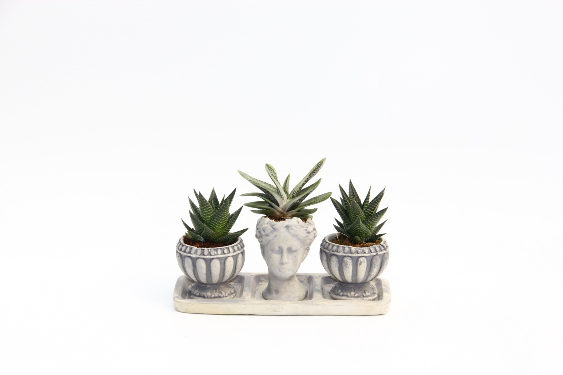 TRİO HELEN GRİ SUKULENT SETİ - Haworthia Limifolia, Gasteria TRİO HELEN GRİ SUKULENT SETİ - Haworthia Limifolia, Gasteria