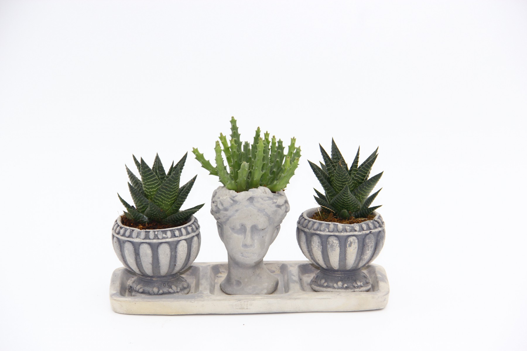 TRİO HELEN GRİ SUKULENT SETİ - Haworthia Limifolia, Gasteria TRİO HELEN GRİ SUKULENT SETİ - Haworthia Limifolia, Gasteria