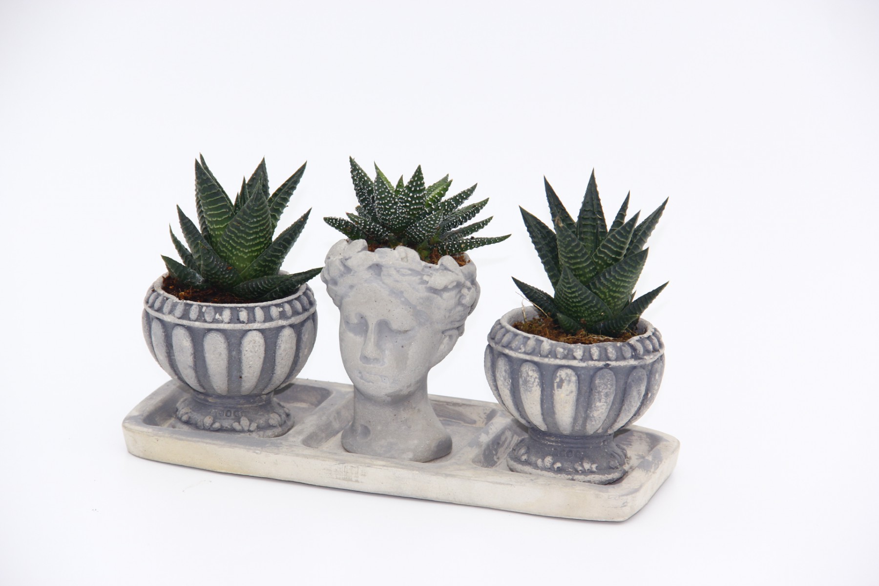 TRİO HELEN GRİ SUKULENT SETİ - Haworthia Limifolia, Pumila TRİO HELEN GRİ SUKULENT SETİ - Haworthia Limifolia, Pumila