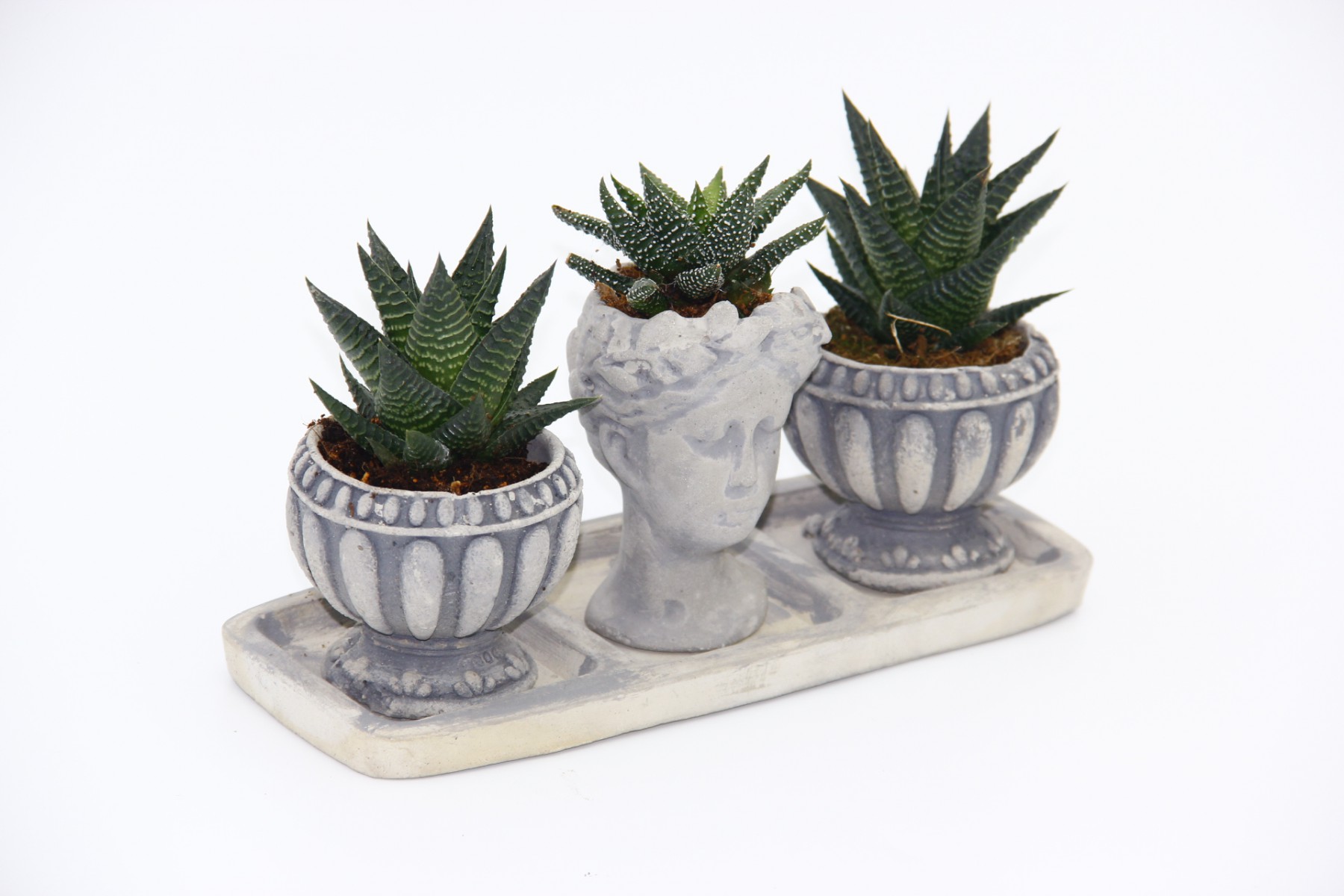 TRİO HELEN GRİ SUKULENT SETİ - Haworthia Limifolia, Pumila TRİO HELEN GRİ SUKULENT SETİ - Haworthia Limifolia, Pumila