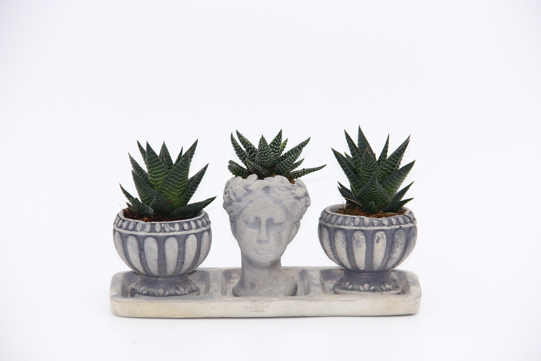 TRİO HELEN GRİ SUKULENT SETİ - Haworthia Limifolia, Pumila TRİO HELEN GRİ SUKULENT SETİ - Haworthia Limifolia, Pumila