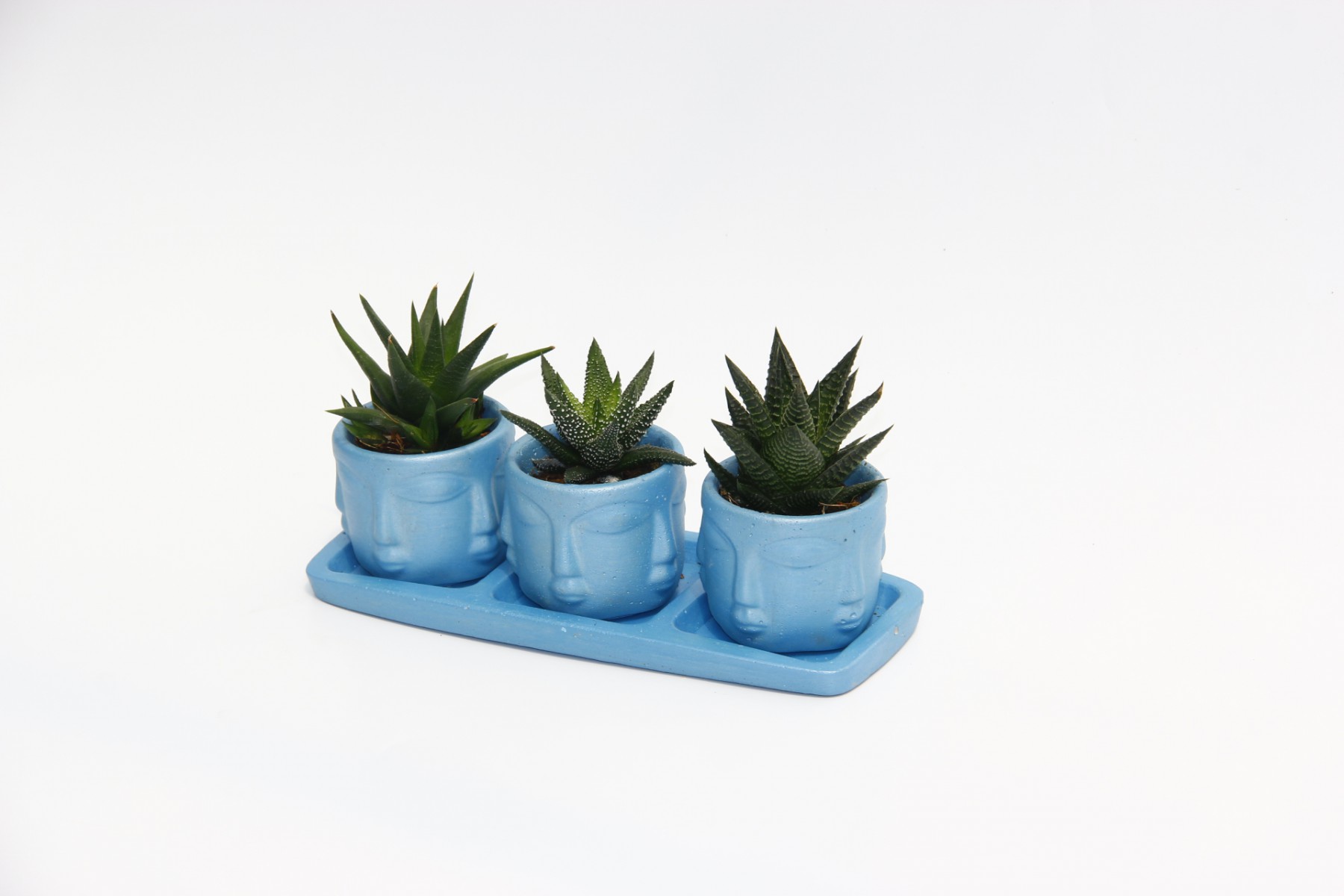 TRİO MAVİ ADLER SUKULENT SETİ - 3 Çeşit Haworthia