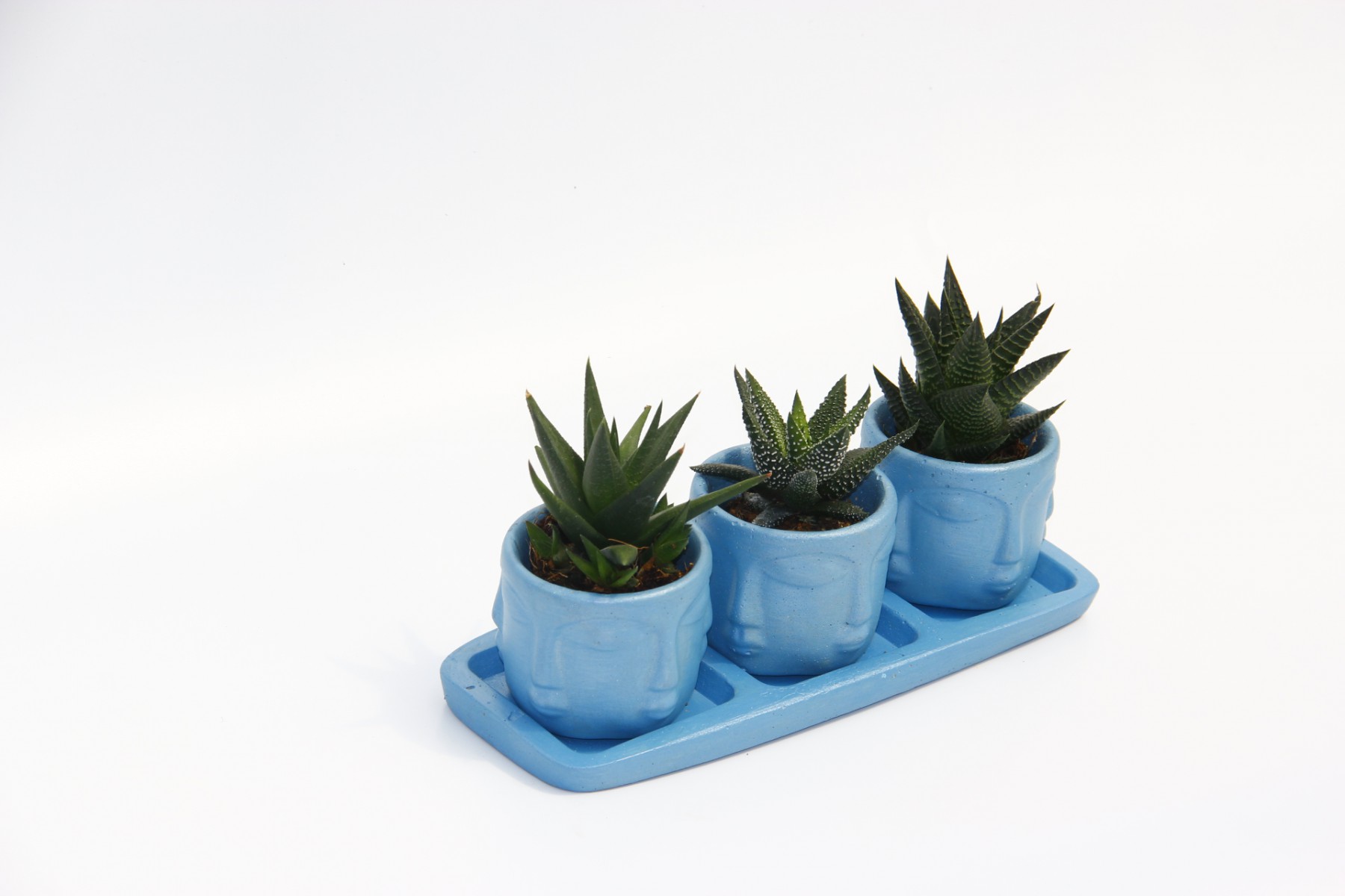 TRİO MAVİ ADLER SUKULENT SETİ - 3 Çeşit Haworthia