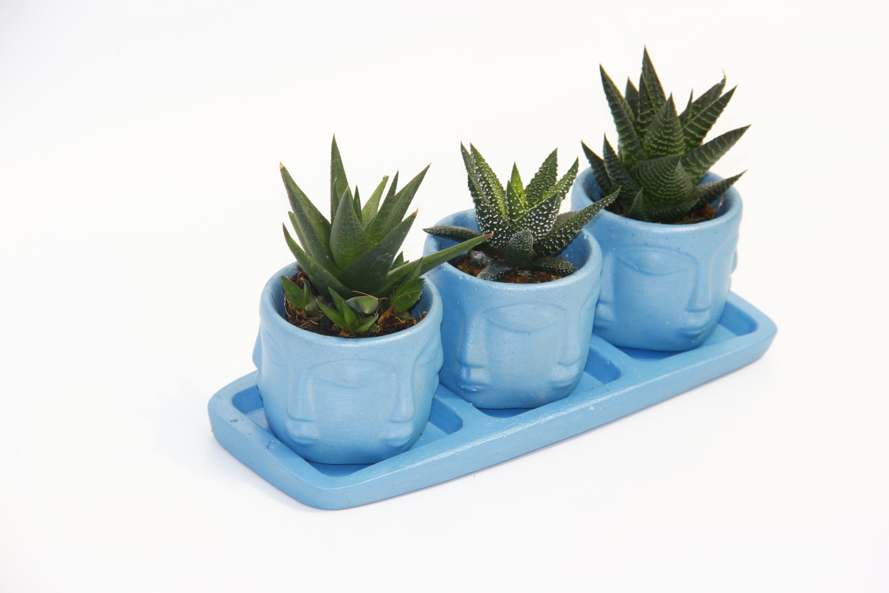 TRİO MAVİ ADLER SUKULENT SETİ - 3 Çeşit Haworthia TRİO MAVİ ADLER SUKULENT SETİ - 3 Çeşit Haworthia