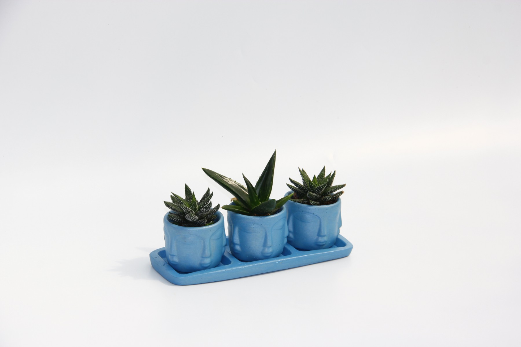 TRİO MAVİ ADLER SUKULENT SETİ - Haworthia, Aloe Ferox