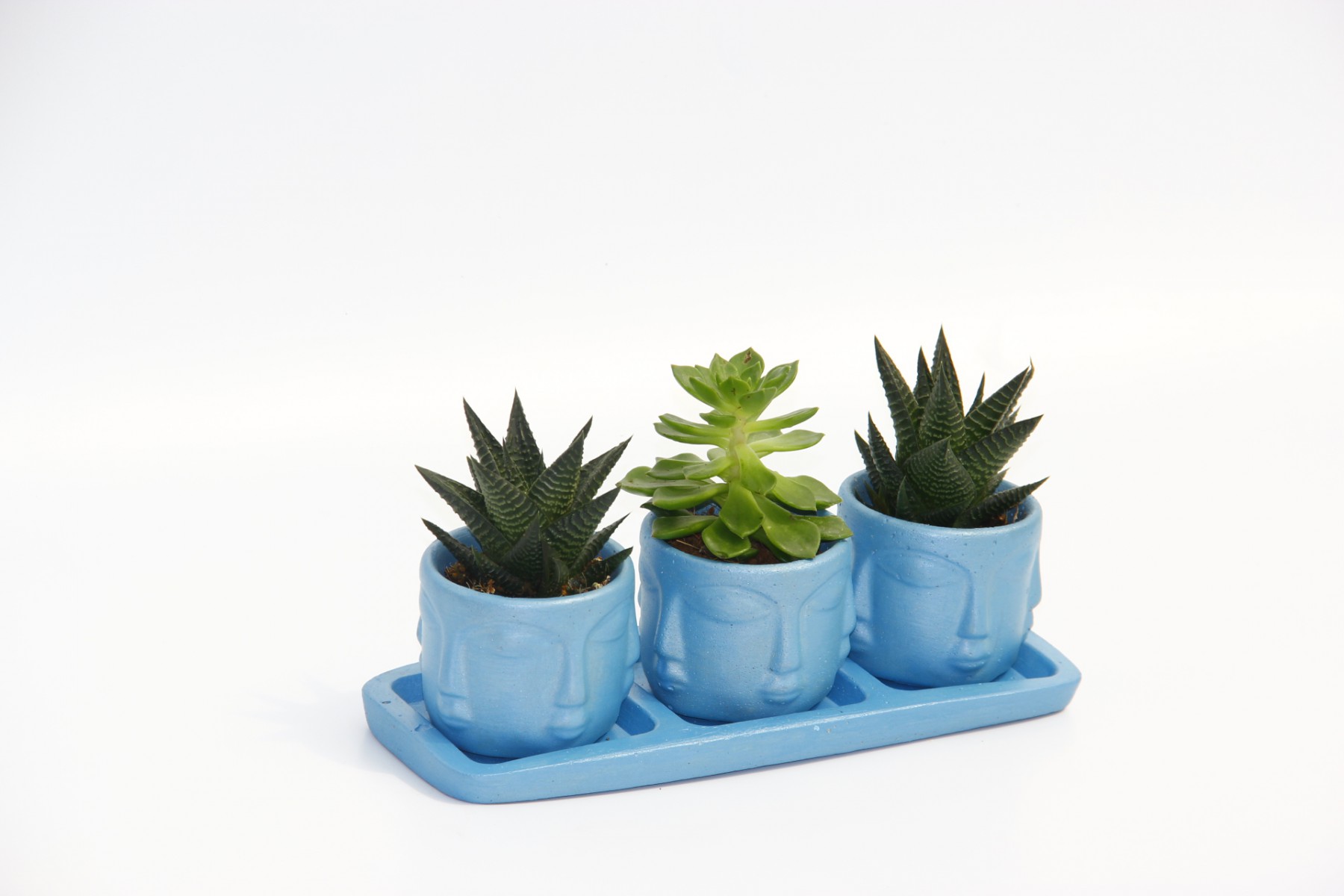 TRİO MAVİ ADLER SUKULENT SETİ - Haworthia Limifolia, Echeveria TRİO MAVİ ADLER SUKULENT SETİ - Haworthia Limifolia, Echeveria