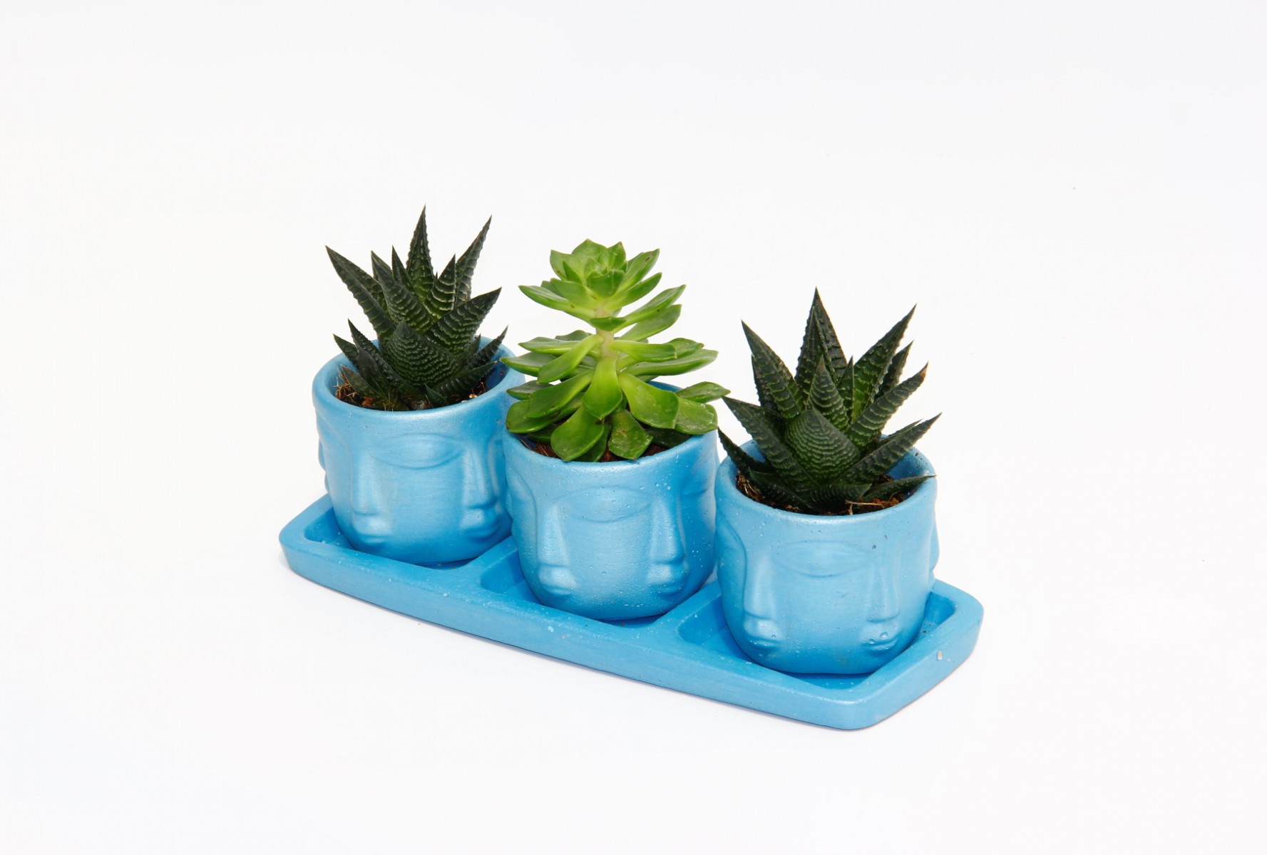 TRİO MAVİ ADLER SUKULENT SETİ - Haworthia Limifolia, Echeveria TRİO MAVİ ADLER SUKULENT SETİ - Haworthia Limifolia, Echeveria