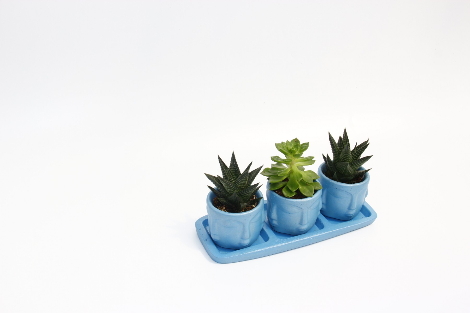 TRİO MAVİ ADLER SUKULENT SETİ - Haworthia Limifolia, Echeveria TRİO MAVİ ADLER SUKULENT SETİ - Haworthia Limifolia, Echeveria