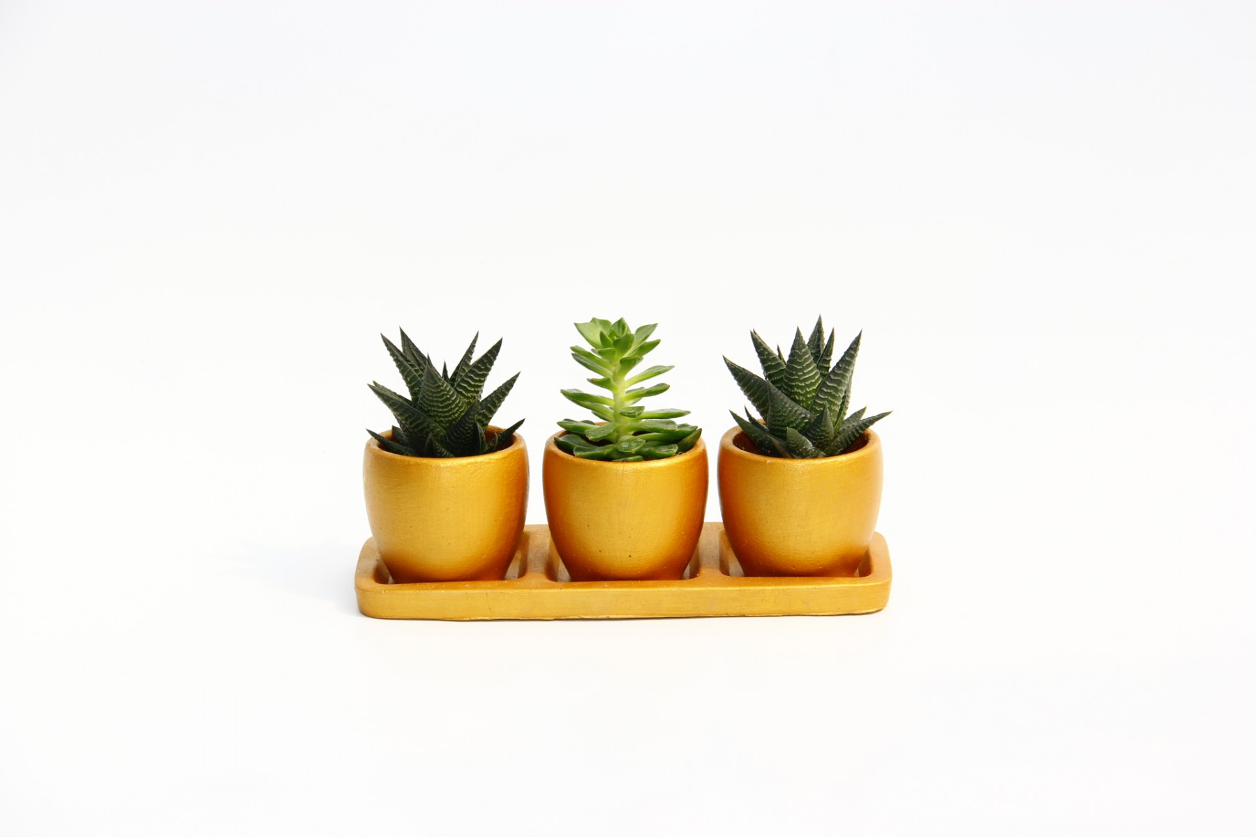 TRİO ORANGE HEDİYELİK SUKULENT SETİ - Haworthia, Echeveria