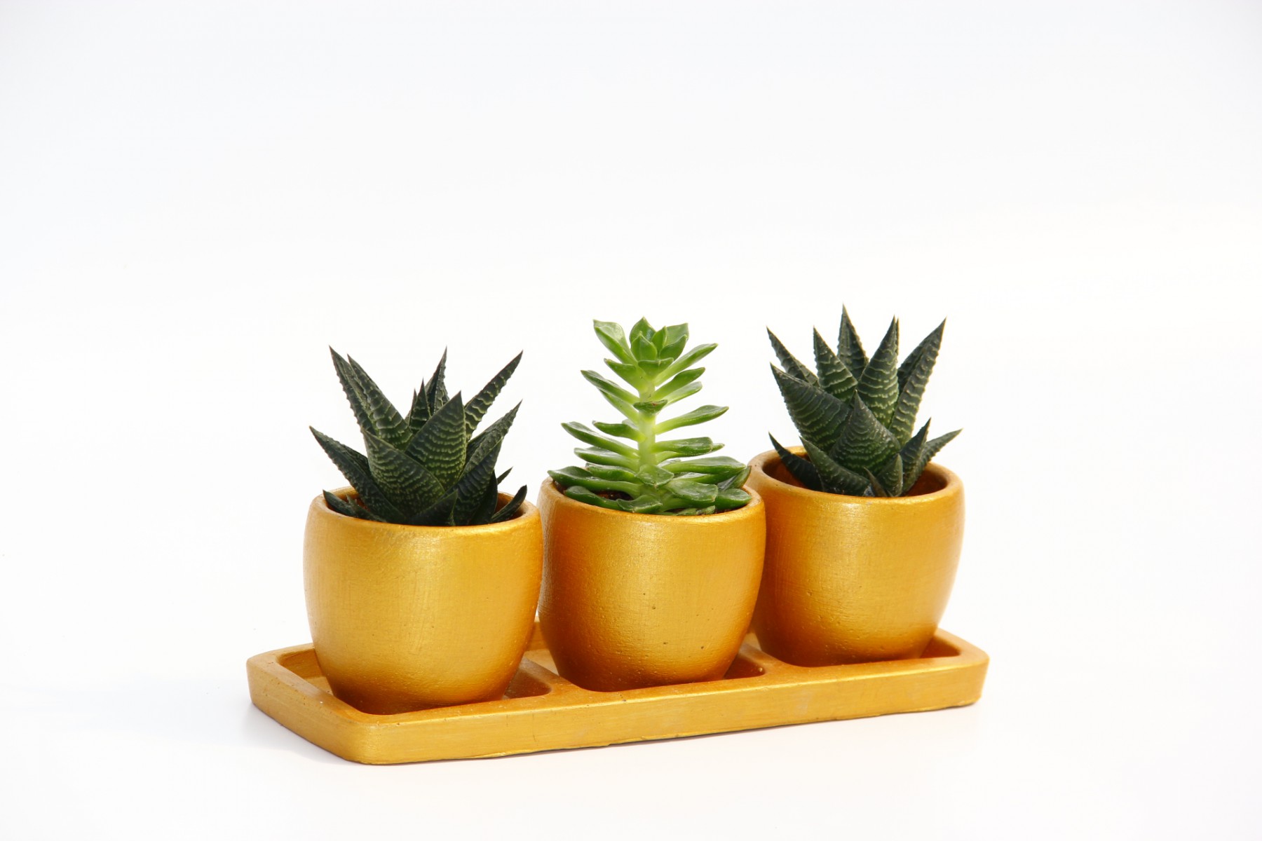 TRİO ORANGE HEDİYELİK SUKULENT SETİ - Haworthia, Echeveria